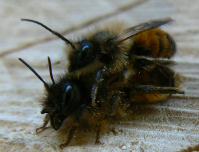 in_flagranti_090402.jpg