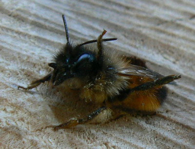 etwas_derangiert_090402_a.jpg