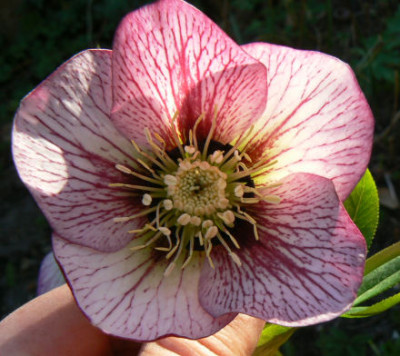 Helleborus_Samling_Pfla-Ko_1_090402_a.jpg