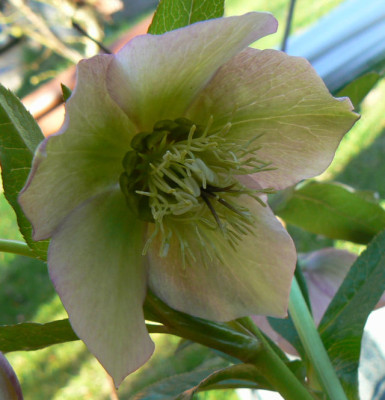 Helleborus_Samling_Pfla-Ko_2_090402_a.jpg