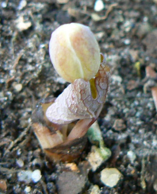 Sanguinaria_canadense_090402_a.jpg