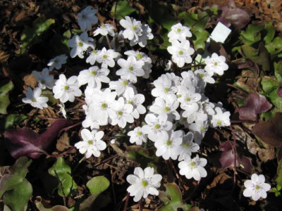 Hepatica_Sanssouci_00761.jpg