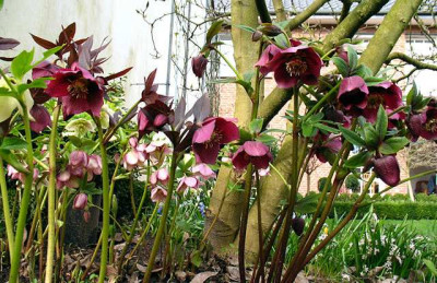 p_IMG_1281_Helleborus_orientalis_rot.jpg