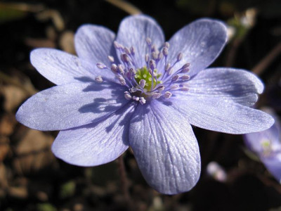 Hepatica_Himmelblau_00921.jpg