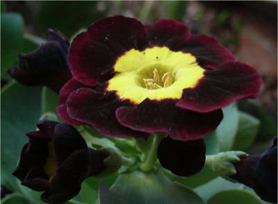 Auricula_X.JPG