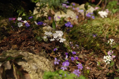 hepatica_huegel_neu.jpg