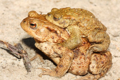 Bufo_bufo_-_Erdkroete_12c_Niedringhaussee.jpg