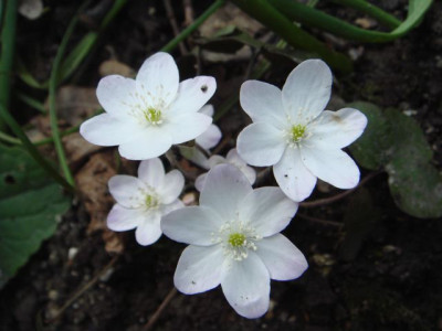 Leberblumchen_wei_rosa_Hauch_.jpg