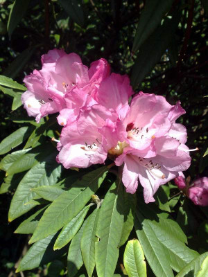 Kopie_von_03042009floribundum.jpg