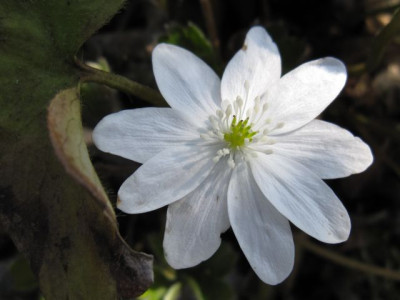 Hepatica_transsilvabica_Alba_02041.jpg
