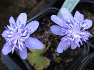 Hepatica_Conny_Geenfield_01901.jpg