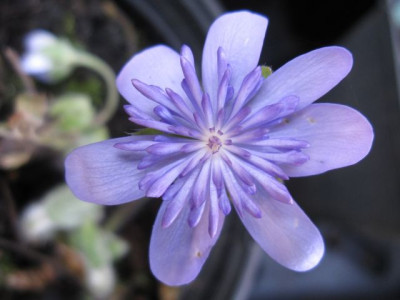 Hepatica_Ellison_Spence_01911.jpg