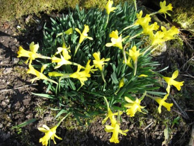 Narcissus_nanus_01931.jpg