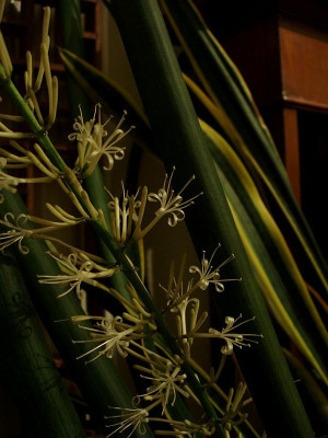 sanseveria_cylindrica.jpg
