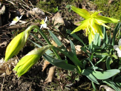 Narcissus_Rip_van_Winkle_01981.jpg
