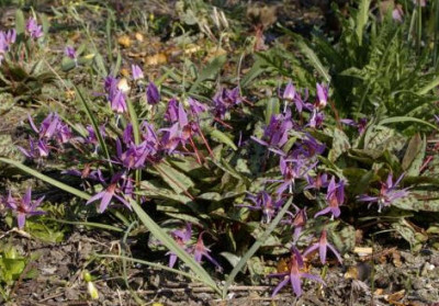 K800_03.04.2009_015.JPG