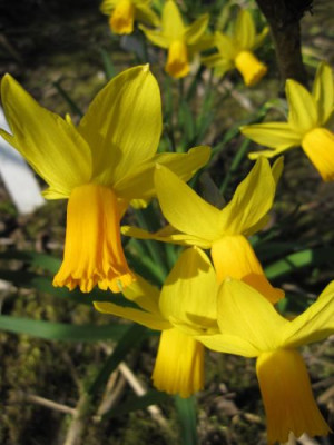 Narcissus_kleinblutig_02001.jpg