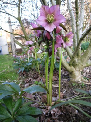 GT-Slg._rosa_seitwarts_bei_Eibisch_01811.jpg