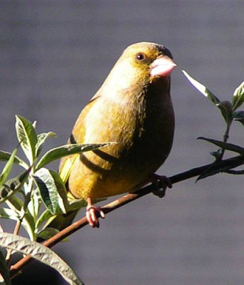 Carduelis_chloris_-_Gruenfink_m11.jpg