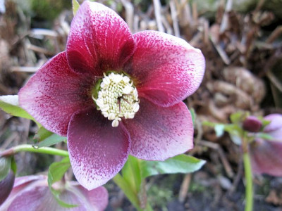 GT-Slg._Teich_Farne_seitwarts_01551.jpg