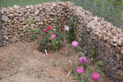 Maeuerchen_mit_Rosen_0015__HG_28870.jpg