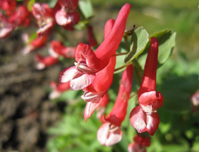 Corydalis_solida__02021.jpg