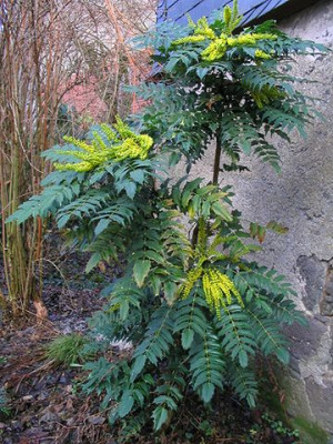 Mahonia_bealei_3.jpg
