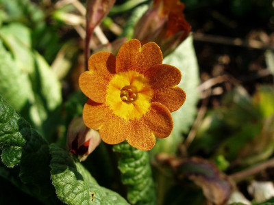 primula_goldbraun.jpg