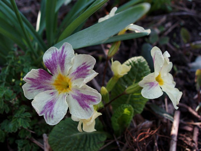 primula_bastard.jpg