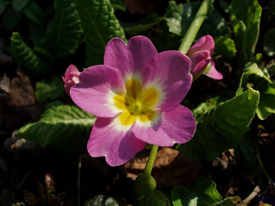 primula_bastard2.jpg