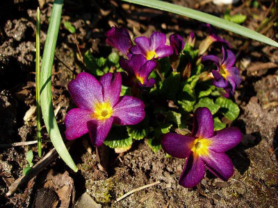 primula_spec.jpg