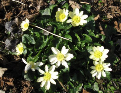 Ranunculus_ficaria_01421.jpg