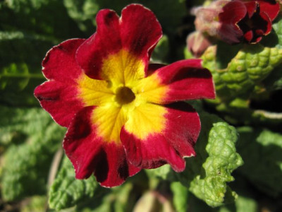 Primula_rot_02031.jpg