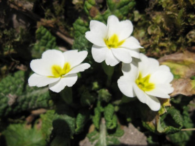 Primula_wei_01951.jpg