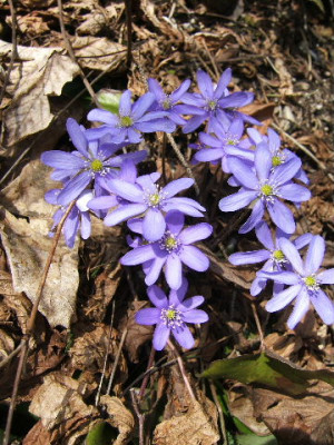 DSCF6893.JPG