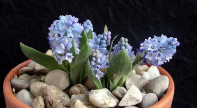 Hyacinthella_acutiloba_2009-04-03.JPG