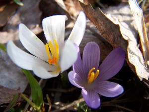 Wildkrokus_2.jpg