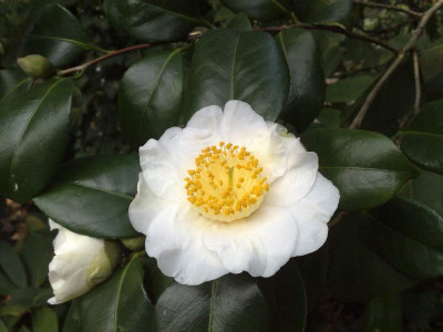 Kopie_von_04042009Cam.japonica_Yukuma_Guruma_01.jpg