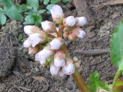 Schneekonigin_0015.jpg