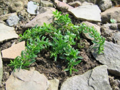 Origanum_samothrake.jpg