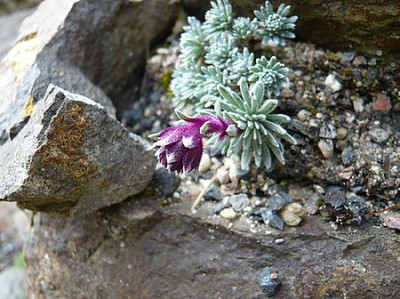 Saxifraga_griesebachii__2_fars_2009.jpg