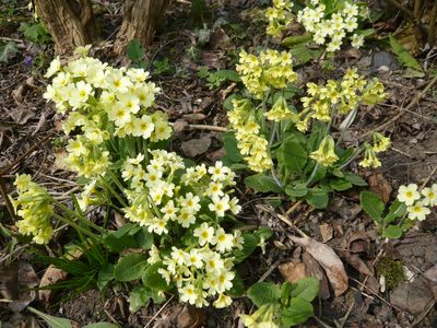 Primula_elatior_Varietaeten_fars_2009.jpg