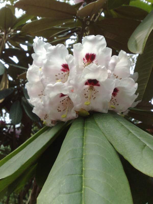 Kopie_von_04042009Rh.calophytum_02.jpg