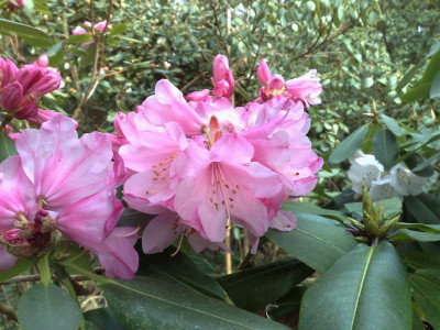 Kopie_von_04042009Rh.oreodoxa_var.fargesii_TBS9220_01.jpg