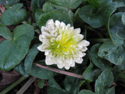 Ranunculus_ficaria_alba_plena_02221.jpg