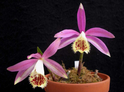 Pleione_Zeus_Weinstein_2009-04-04.JPG