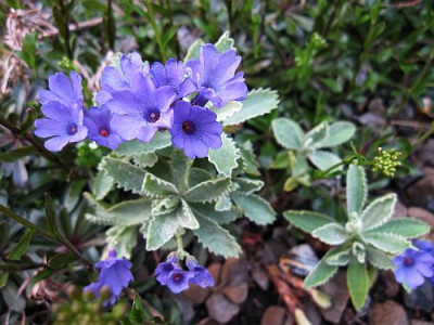 Primula_welche_02391.jpg