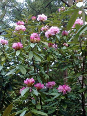 Kopie_von_05042009Rh.floribundum_C.5090.jpg