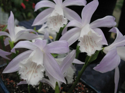 Pleione_formosana_Alba__6020.jpg