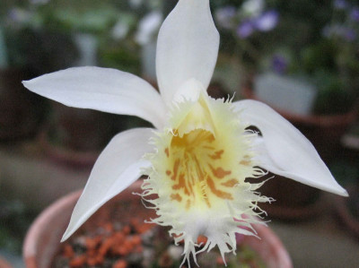 P..albiflora__5999.jpg